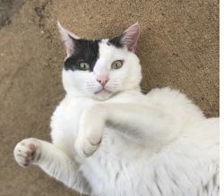 Lost Male Cat last seen Oldfield Subdivision on HWY 181 , Daphne, AL 36526