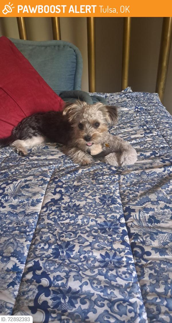 Found/Stray Male Dog last seen 58th and Joplim, Tulsa, OK 74137