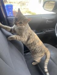 Lost Female Cat last seen Jurupa Rd, Jurupa Valley, CA 91752