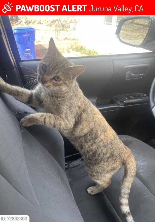 Lost Female Cat last seen Jurupa Rd, Jurupa Valley, CA 91752
