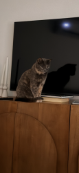 Lost Female Cat last seen 8th ave sw & 299th pl, Federal Way, WA 98023