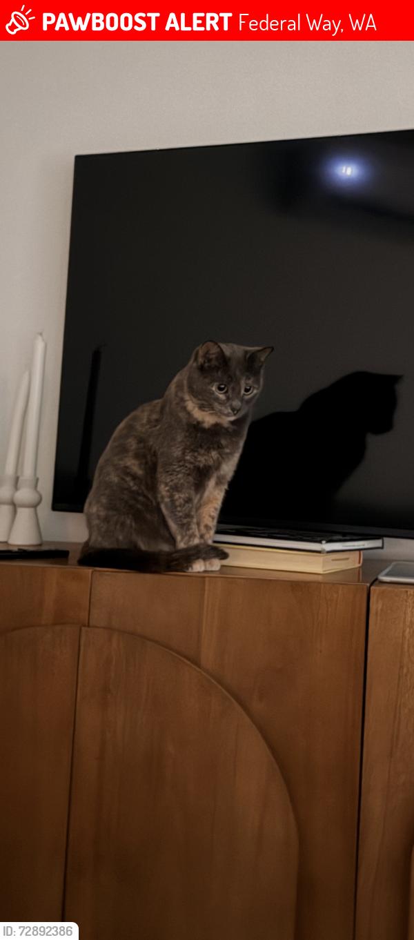 Lost Female Cat last seen 8th ave sw & 299th pl, Federal Way, WA 98023