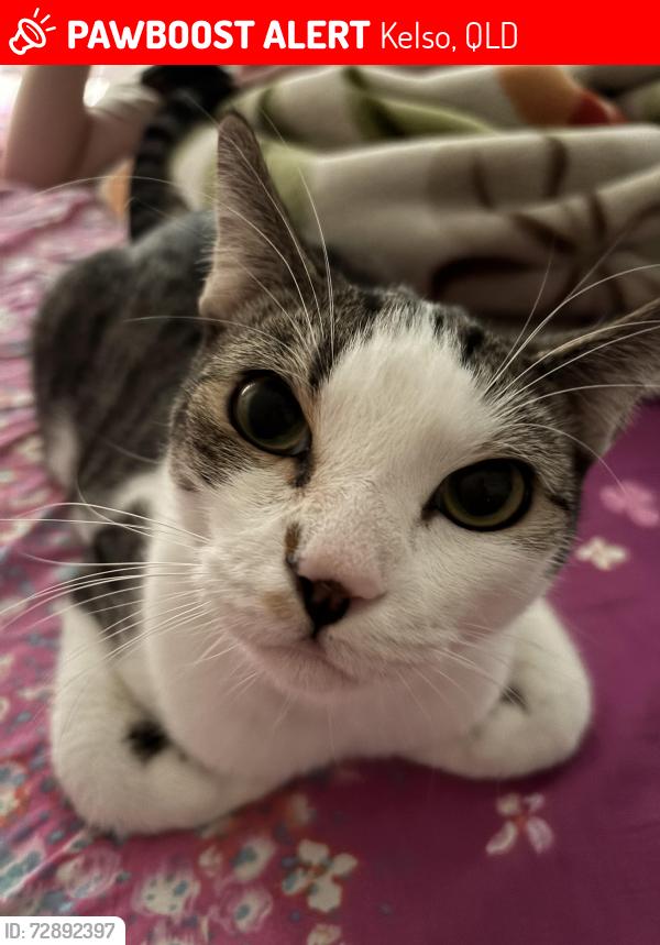 Lost Male Cat last seen Kelso. Stella street, Kelso, QLD 4815