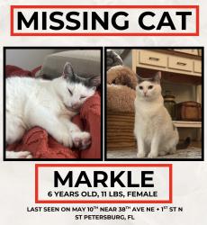 Lost Female Cat last seen 38th Ave NE + 1st St , St. Petersburg, FL 33703
