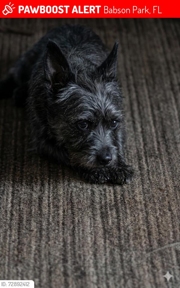 Lost Male Dog last seen east cook rd and 17 , Babson Park, FL 33827
