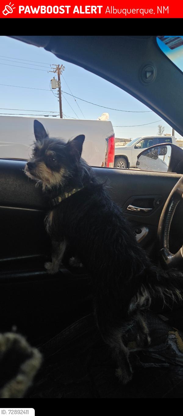 Lost Male Dog last seen Near Balloon Fiesta Parkway, Albuquerque, NM 87113