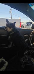 Lost Male Dog last seen Near Balloon Fiesta Parkway, Albuquerque, NM 87113