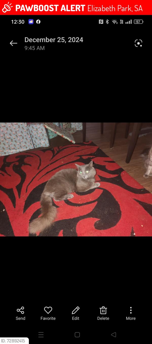 Lost Male Cat last seen Midway rd, Elizabeth Park, SA 5113