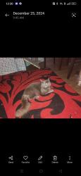 Lost Male Cat last seen Midway rd, Elizabeth Park, SA 5113