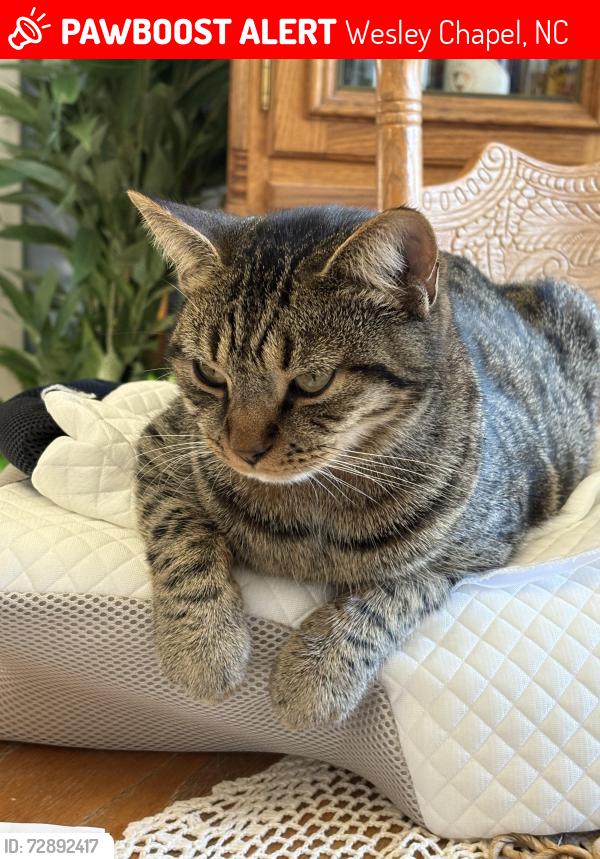 Lost Male Cat last seen Jim Parker rd, Wesley Chapel, NC 28110