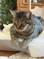 Lost Male Cat last seen Jim Parker rd, Wesley Chapel, NC 28110