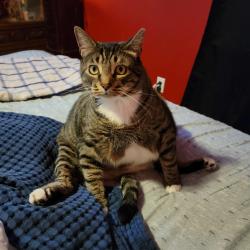 Lost Male Cat last seen 9 mile and battery st. , Highland Springs, VA 23075