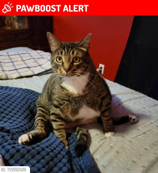 Lost Male Cat last seen 9 mile and battery st., Highland Springs, VA 23075