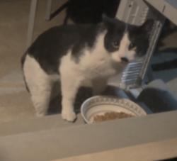 Found/Stray Unknown Cat last seen Martin and Hoover, Warren, MI 48093