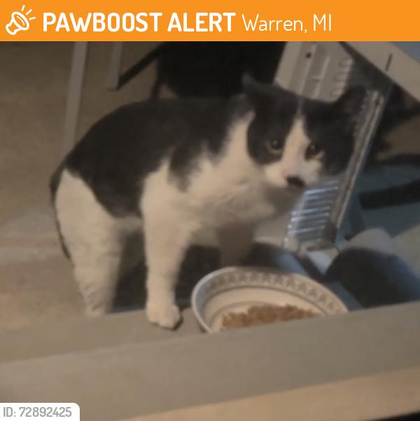 Found/Stray Unknown Cat last seen Martin and Hoover, Warren, MI 48093
