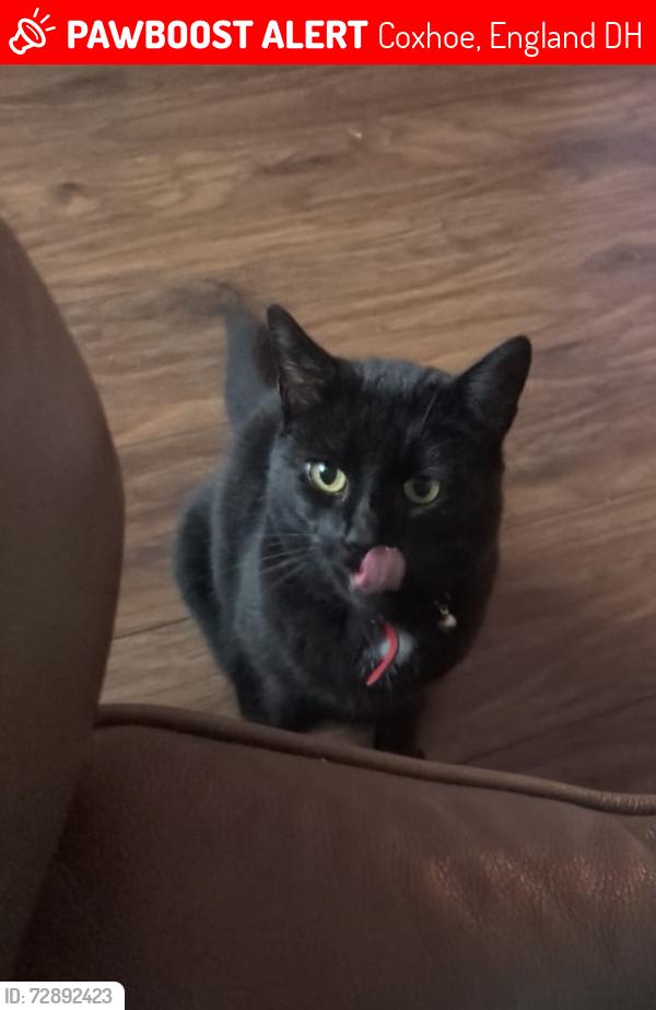 Lost Female Cat last seen Park Avenue , Coxhoe, England DH6