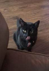 Lost Female Cat last seen Park Avenue , Coxhoe, England DH6