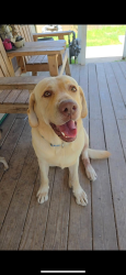 Lost Male Dog last seen Fenfield Ave, San Antonio, TX 78211