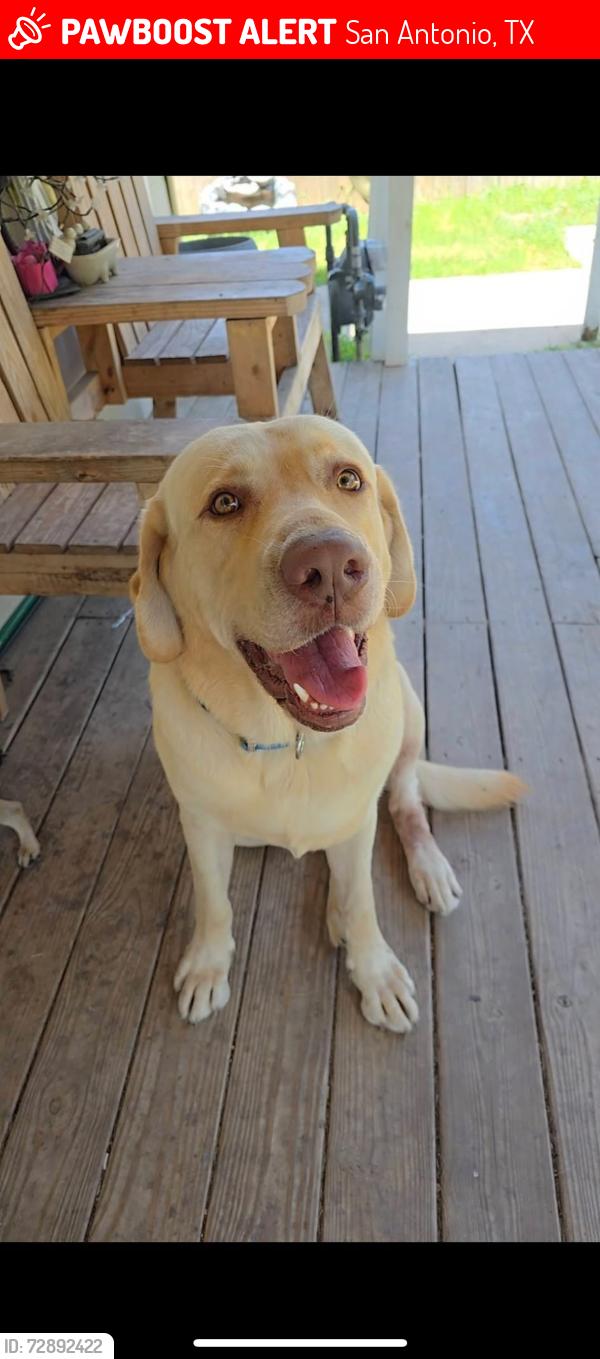 Lost Male Dog last seen Fenfield Ave, San Antonio, TX 78211