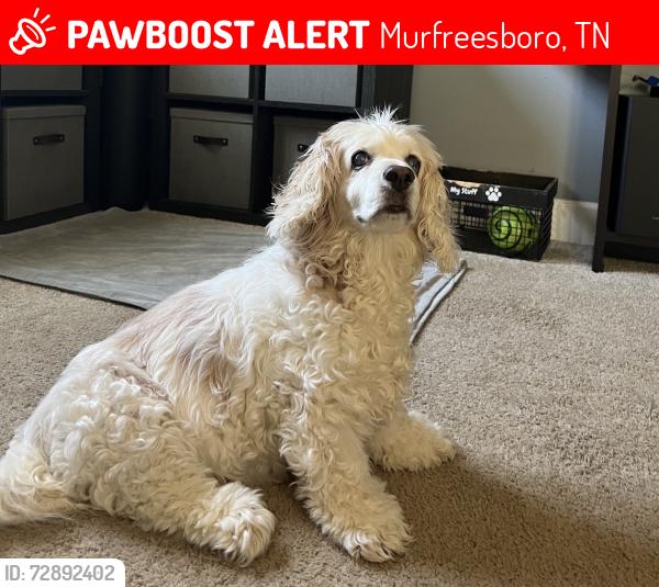 Lost Female Dog last seen Osborne Lane, Murfreesboro, TN 37130