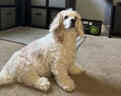 Lost Female Dog last seen Osborne Lane, Murfreesboro, TN 37130