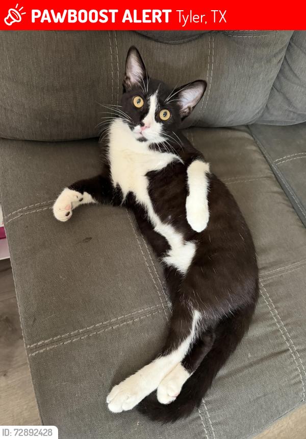 Lost Male Cat last seen Lindsey Park, Tyler, TX 75709