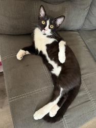 Lost Male Cat last seen Lindsey Park, Tyler, TX 75709