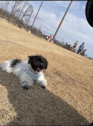 Lost Female Dog last seen Condominio leo Jamestown , Greer, SC 29651