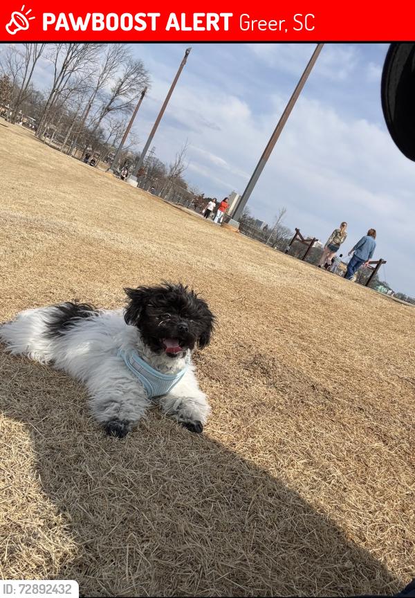Lost Female Dog last seen Condominio leo Jamestown , Greer, SC 29651