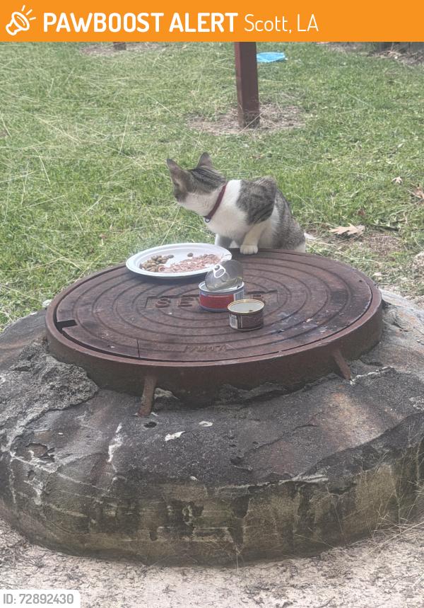 Found/Stray Female Cat last seen Near provost st, Scott, LA 70583