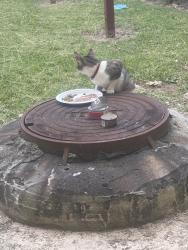 Found/Stray Female Cat last seen Near provost st, Scott, LA 70583