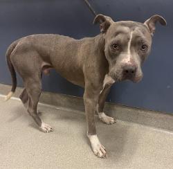 Shelter Stray Male Dog last seen Near BLOCK NW 170 TER, Doral, FL 33122