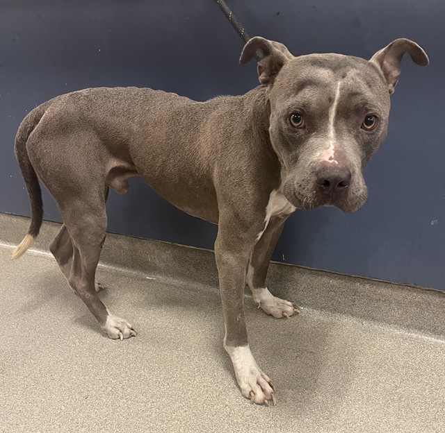 Shelter Stray Male Dog last seen Near BLOCK NW 170 TER, Doral, FL 33122