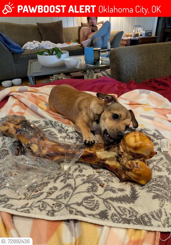 Lost Male Dog last seen North may and Britton road, Oklahoma City, OK 73120