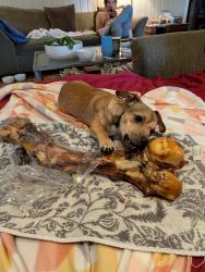 Lost Male Dog last seen North may and Britton road, Oklahoma City, OK 73120