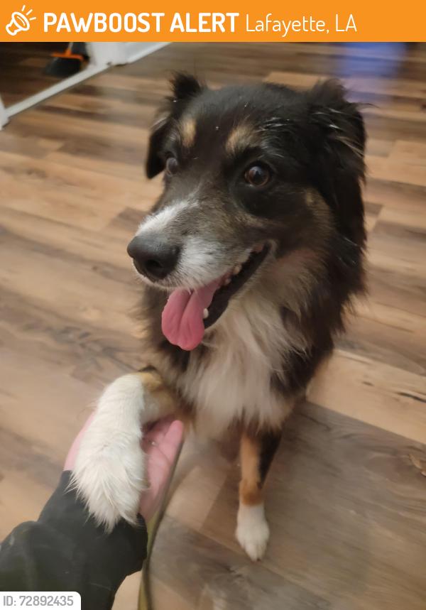 Found/Stray Unknown Dog last seen Antigua Dr & Crestwood Dr, Lafayette, LA 70503
