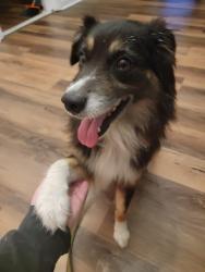 Found/Stray Unknown Dog last seen Antigua Dr & Crestwood Dr, Lafayette, LA 70503