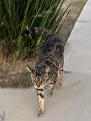 Reunited Female Cat last seen NW corner of Hager and Alla, Los Angeles, CA 90066
