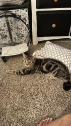 Lost Male Cat last seen Green Valley & Francisco, El Dorado Hills, CA 95762
