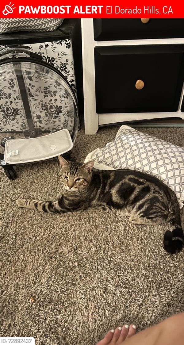 Lost Male Cat last seen Green Valley & Francisco, El Dorado Hills, CA 95762