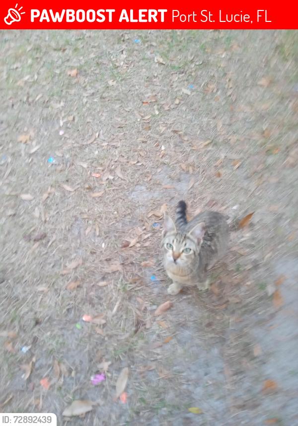 Lost Female Cat last seen Parking lot behind Dr.Escobar Office , Port St. Lucie, FL 34952