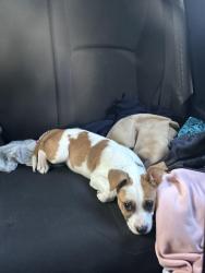 Found/Stray Male Dog last seen Cypressdale, Harris County, TX 77388
