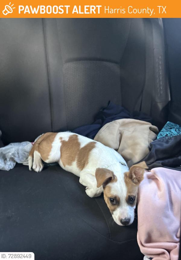 Found/Stray Male Dog last seen Cypressdale, Harris County, TX 77388