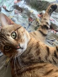 Lost Male Cat last seen   rinaldi st, Los Angeles, CA 91344
