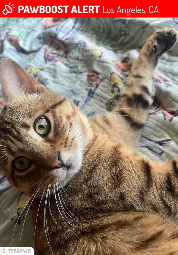 Lost Male Cat last seen   rinaldi st, Los Angeles, CA 91344