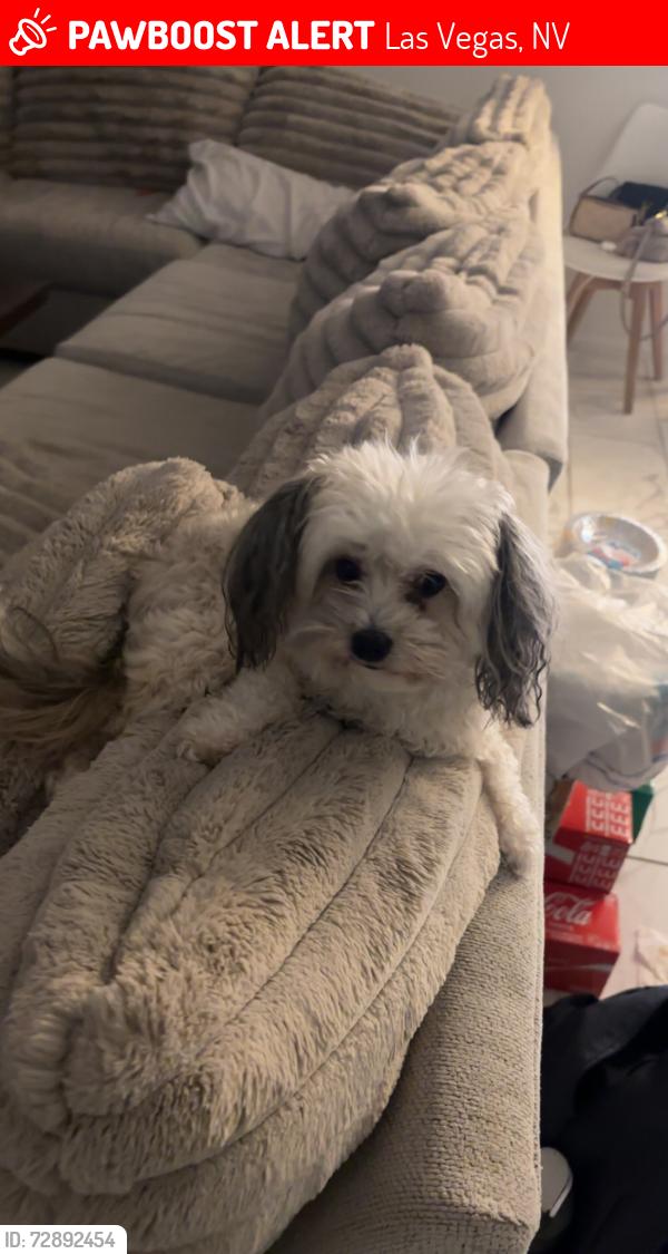 Lost Female Dog last seen Fennel Ave + Oregano, Las Vegas, NV 89161