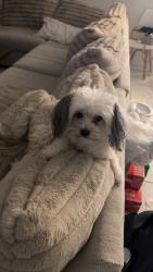 Lost Female Dog last seen Fennel Ave + Oregano, Las Vegas, NV 89161