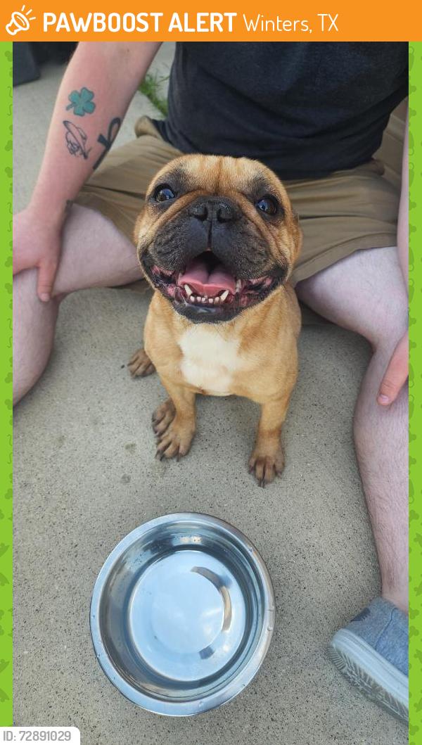 Found/Stray Female Dog last seen Fm 440, Winters, TX 79567