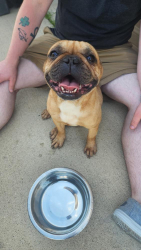 Found/Stray Female Dog last seen Fm 440, Winters, TX 79567