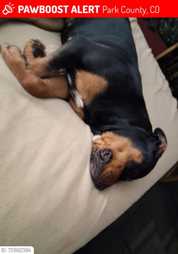Lost Female Dog last seen Colorado , Park County, CO 80448